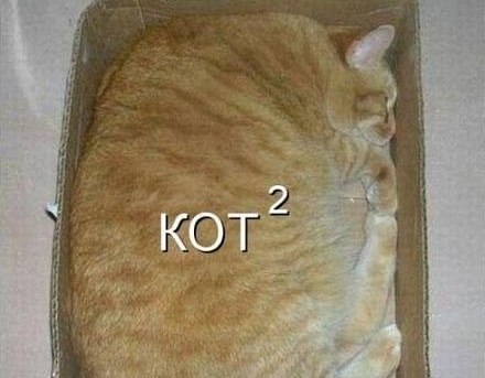 кот