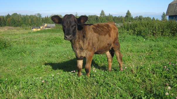 швицкая порода