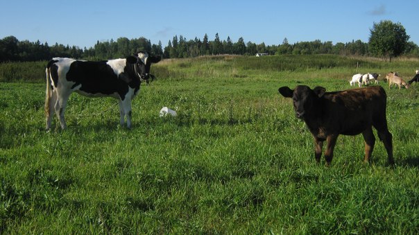 швицкая порода