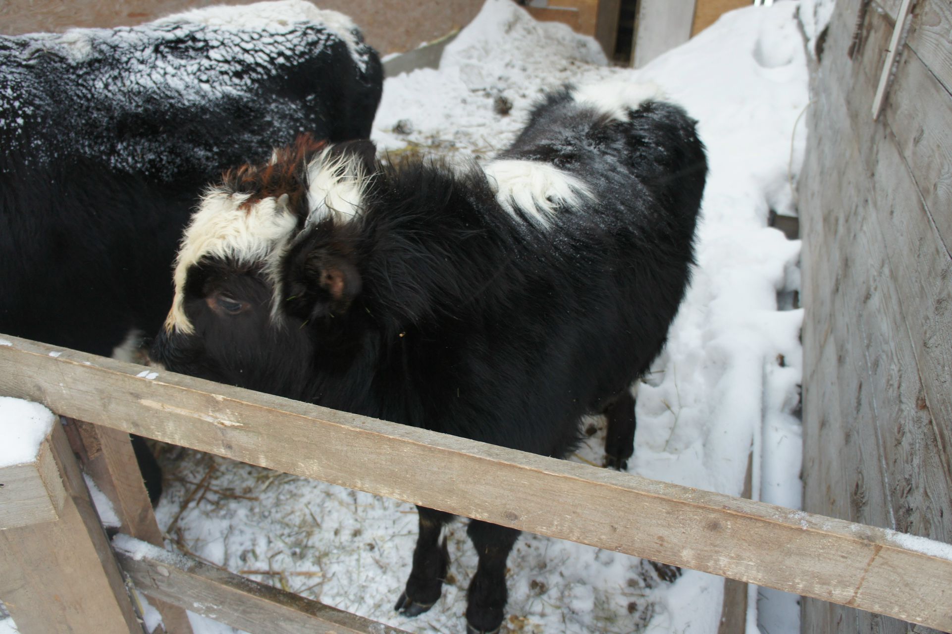 марго портосовна