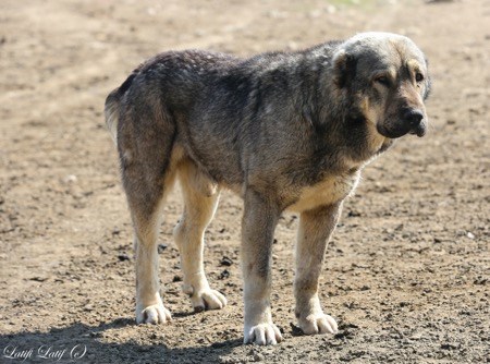 азиатские волкодавы