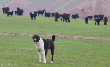 азиатские волкодавы