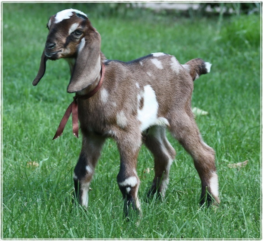 Купить козу нубийской породы. Англо-нубийская коза. Англо нубийская порода. Коза нубийской породы. Англо нубийские козлята.