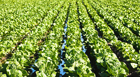 Гарантия свежести и качества от производителя Fresh-Salads.ru