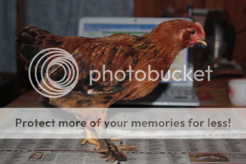 Photobucket