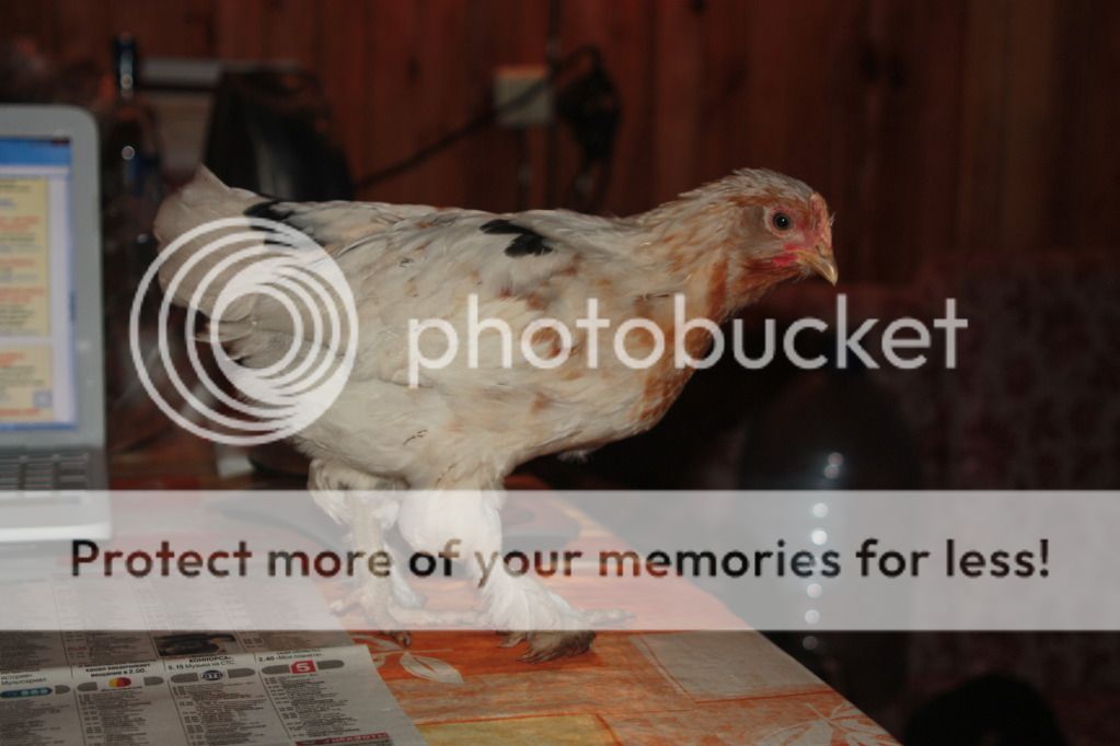 Photobucket