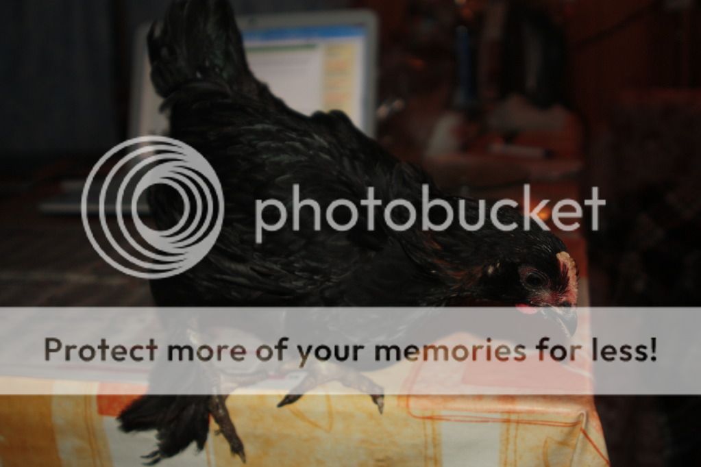 Photobucket