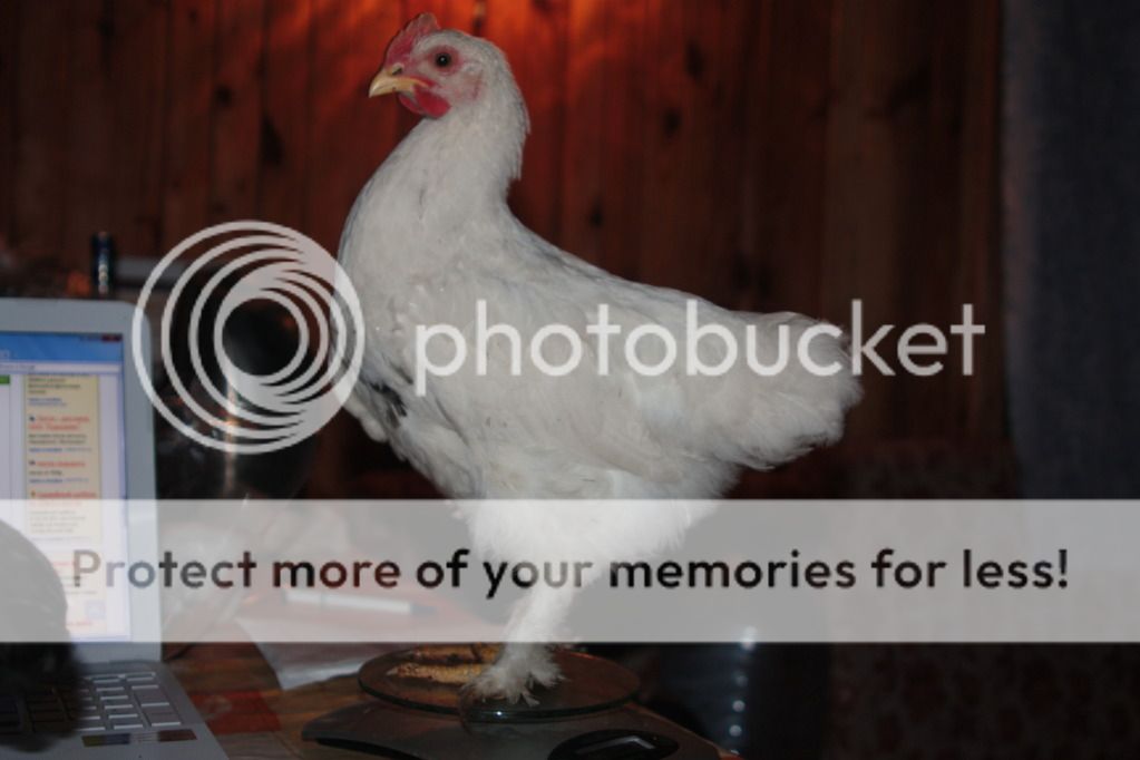 Photobucket