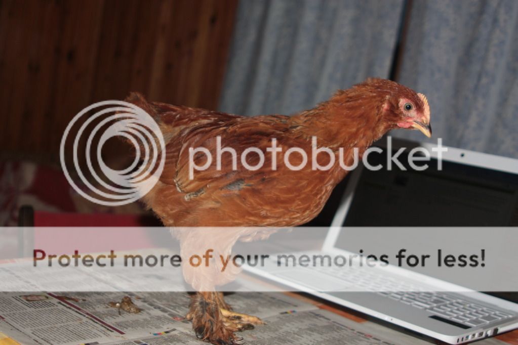 Photobucket