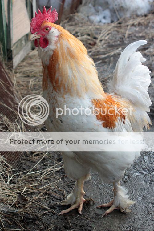  photo IMG_4902__zps9960dbfe.jpg