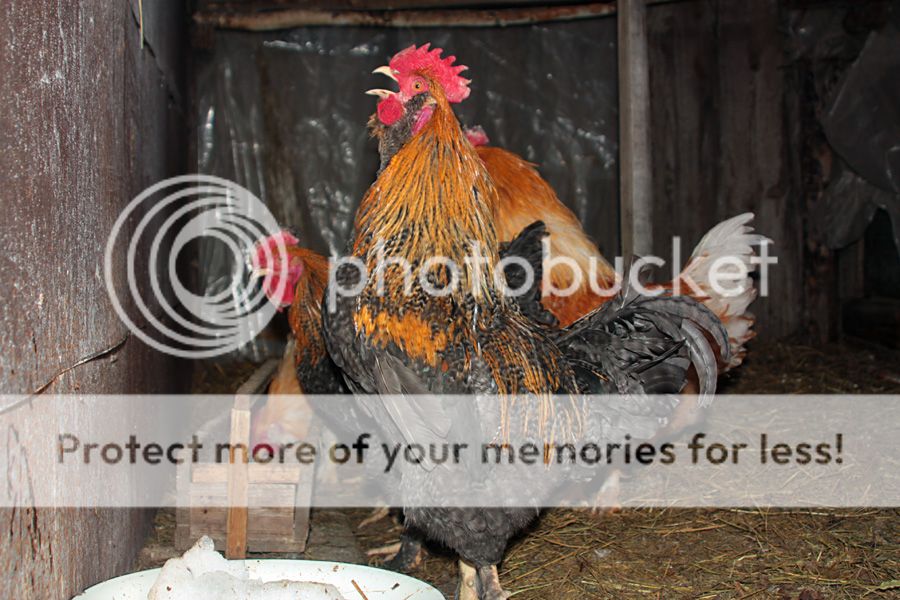  photo IMG_4928__zpsc3432c21.jpg