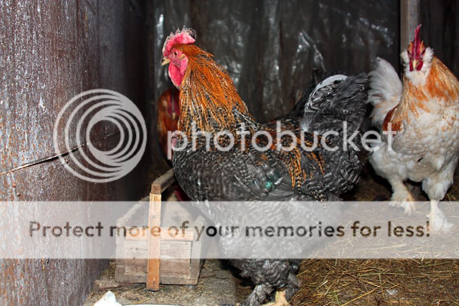  photo IMG_4929__zps061a3dfa.jpg