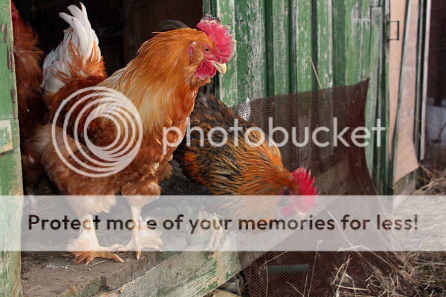  photo IMG_4940__zps15cdbb40.jpg