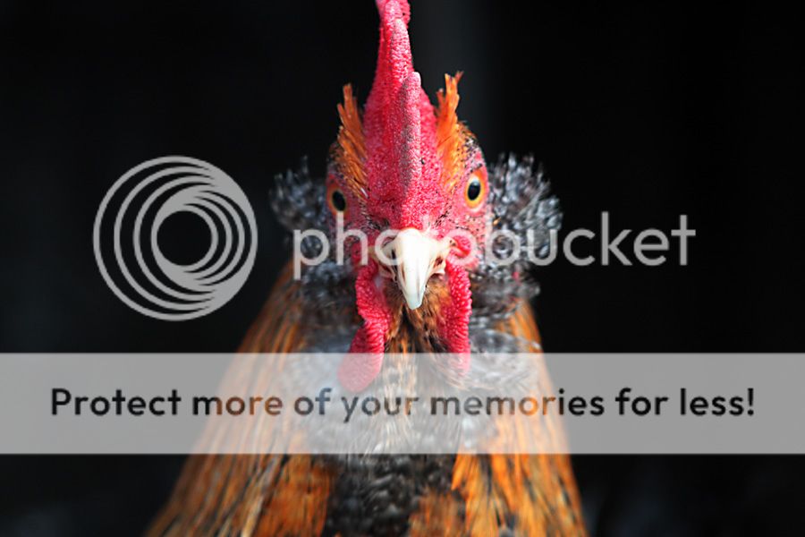 photo IMG_4951__zpse00a865a.jpg