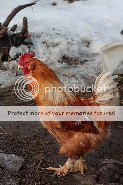  photo IMG_4973__zpsc828226c.jpg