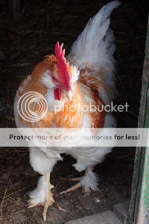  photo IMG_4975__zps21f72627.jpg