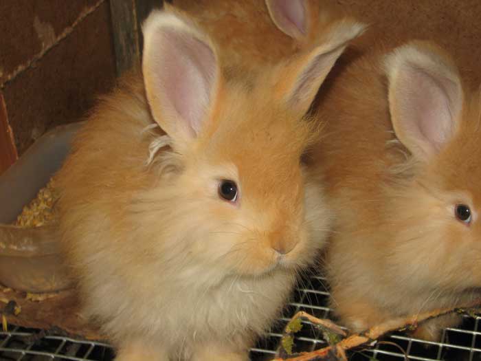 1 месяц и три недели