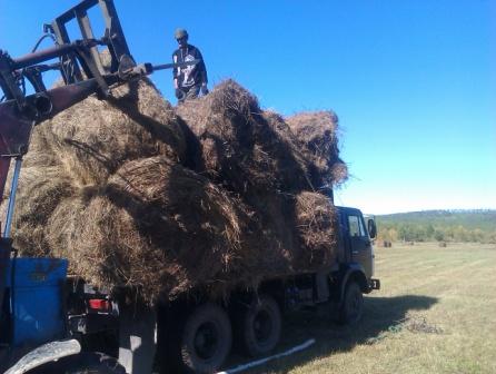 грузим сено