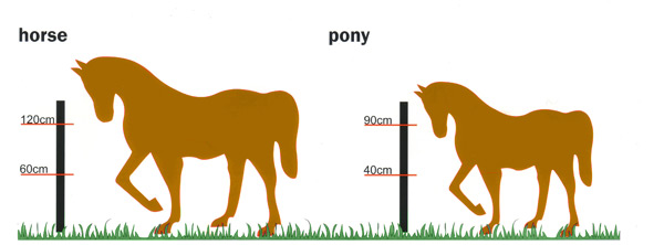 horse_pony_600