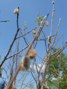 P1430820 (480x640) P1430820 (480x640)