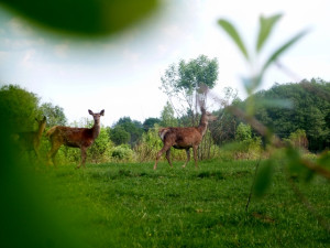 P1430717 (640x480) P1430717 (640x480)