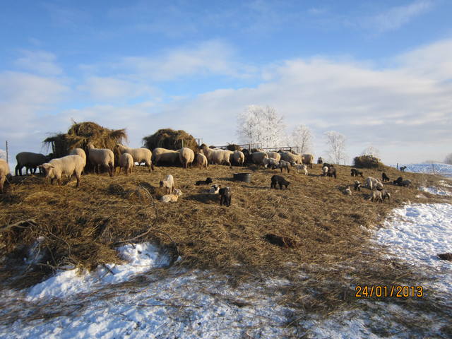 пополнение 2013