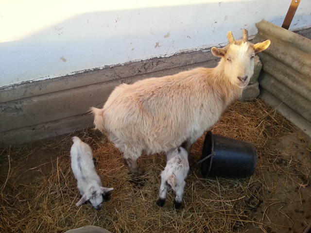 VFL.RU - ваш фотохостинг