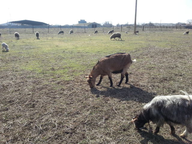 VFL.RU - ваш фотохостинг