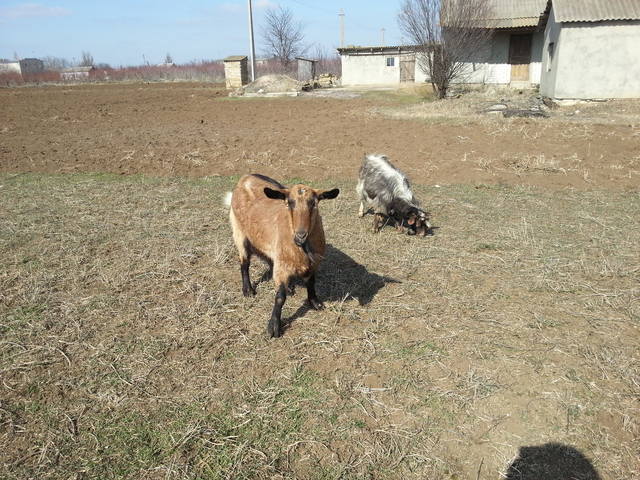 VFL.RU - ваш фотохостинг