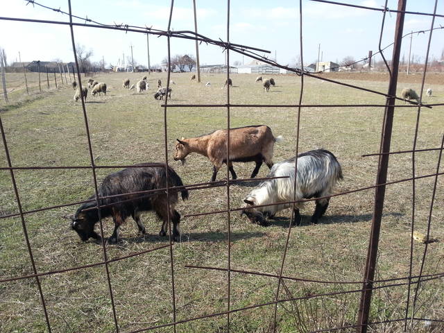 VFL.RU - ваш фотохостинг