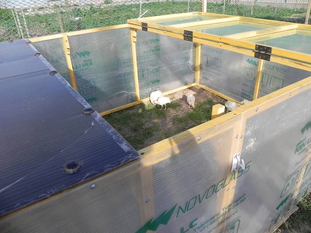 выгул выгул