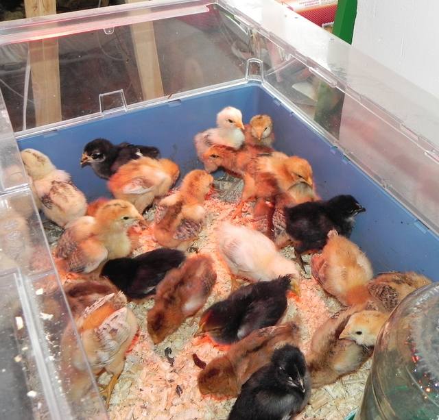 VFL.RU - ваш фотохостинг