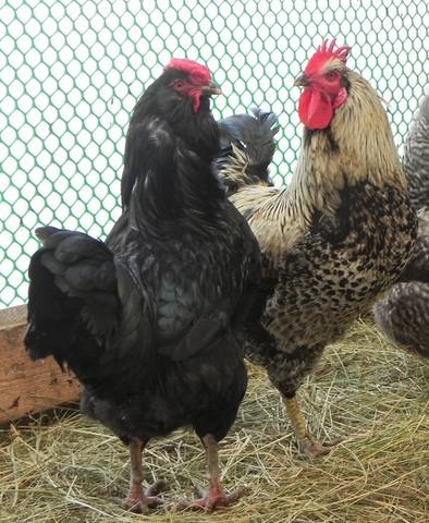 VFL.RU - ваш фотохостинг