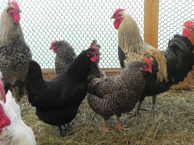 VFL.RU - ваш фотохостинг