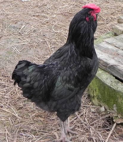 VFL.RU - ваш фотохостинг