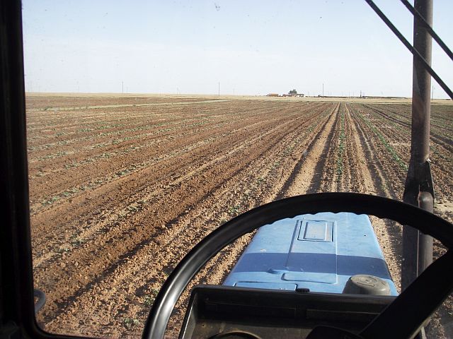 культивация