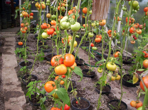 помидоры в теплице