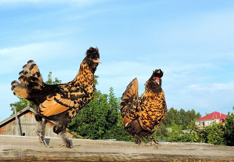 29 августа 2014