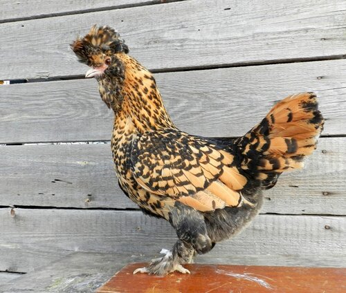 Павловские