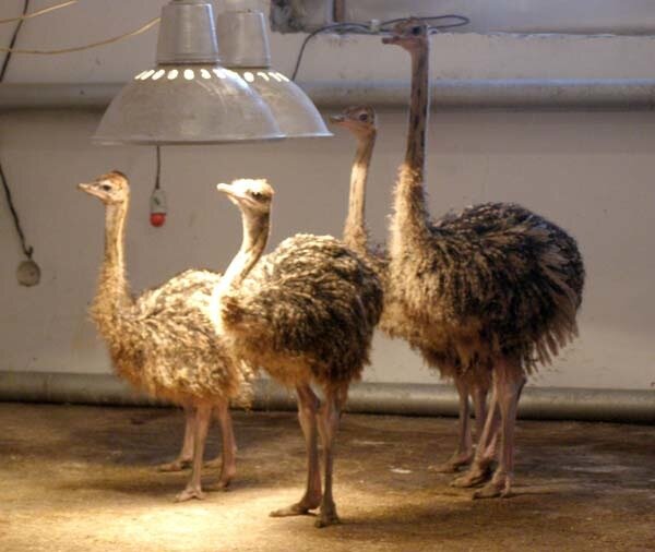 Сибирские страусы.