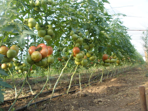 Томат "Розовый король"