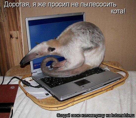 кот