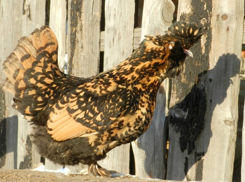 19 февраля 2013