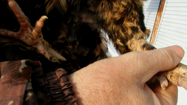 Павловская нога,анимашки,