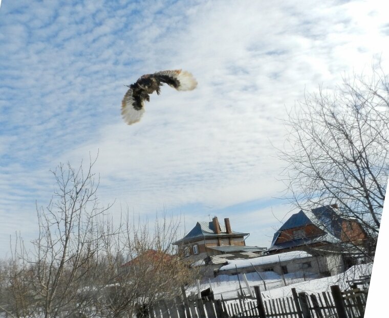 Павловский петух