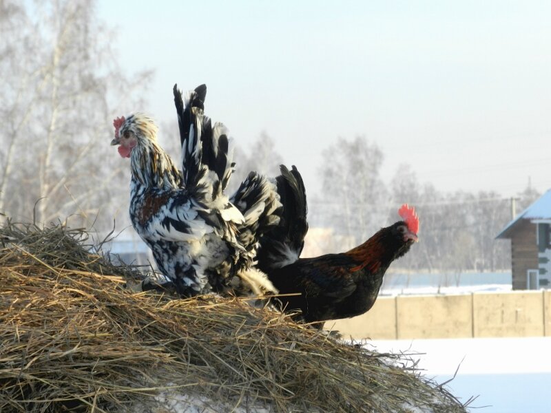 Алтайская бентамка