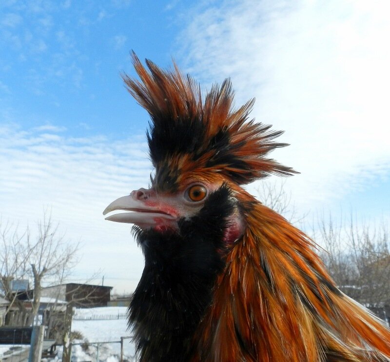 Павловский петух