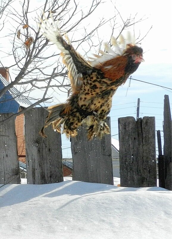 Павловский петух