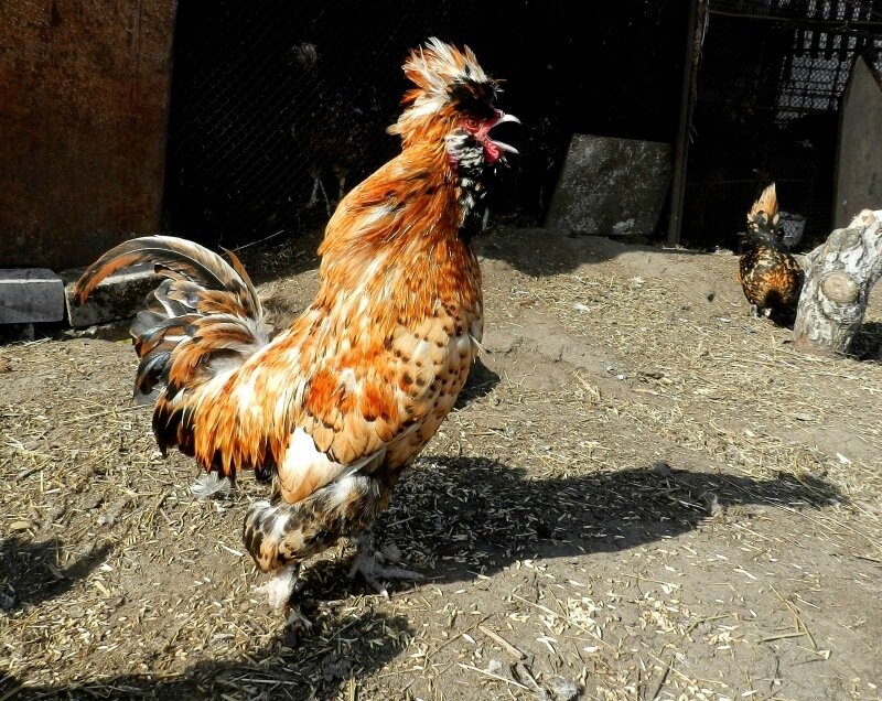 26 апреля 2013. Молодняк 2012