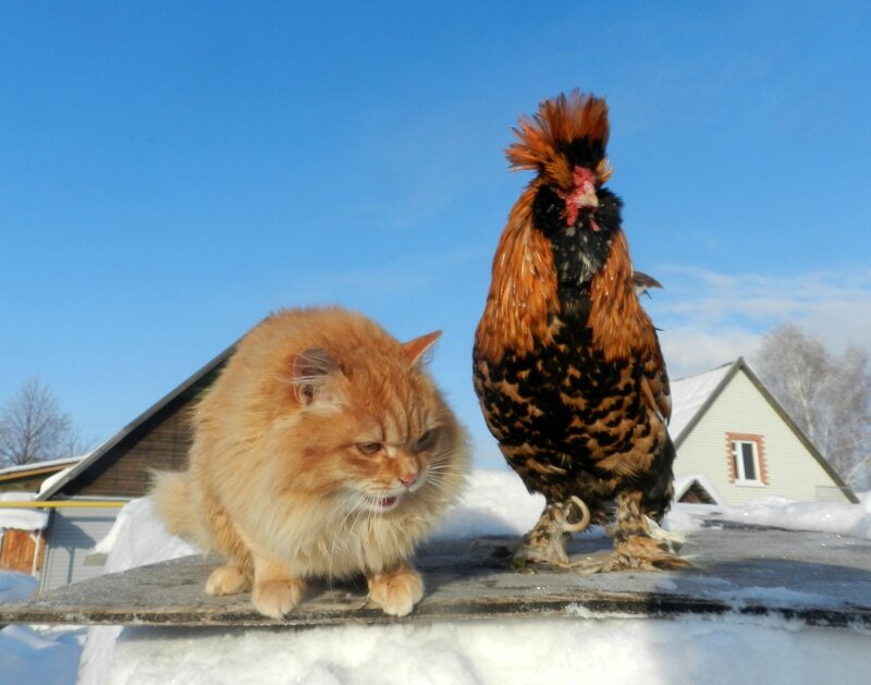 Жили - Были Кот да Петух